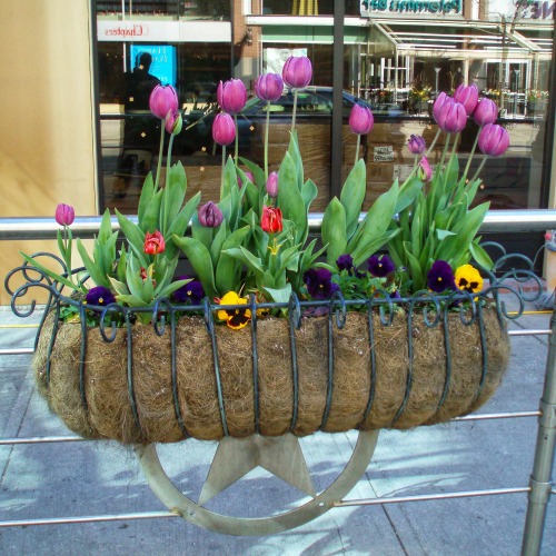 Toronto Tulips, May 2007.