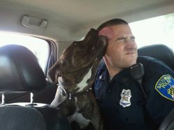 atac-wolfe:  animalcruelty-notok:  Hero Baltimore cop responds to a call about vicious dog, goes home with a new best friend When officer Waskiewicz arrived at the scene he found the pitbull was being chased by children that were throwing glass bottles