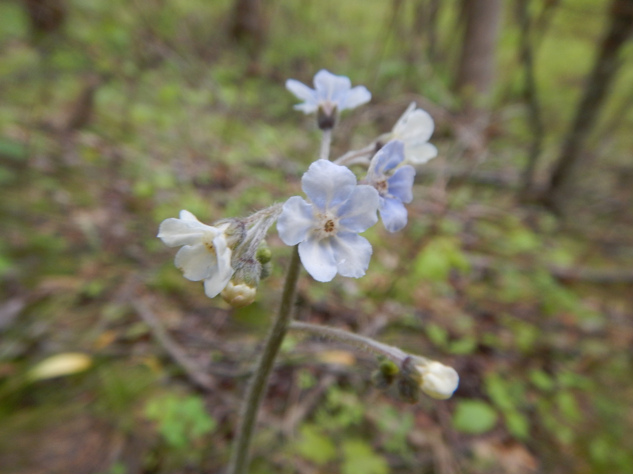 Myosotis Sylvatica Tumblr Posts Tumbral Com