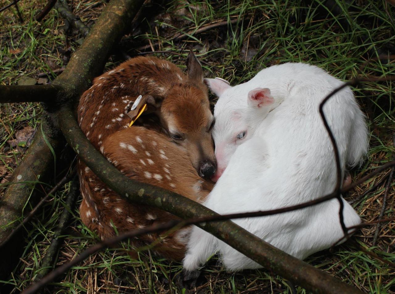 zay4ik:  fawns