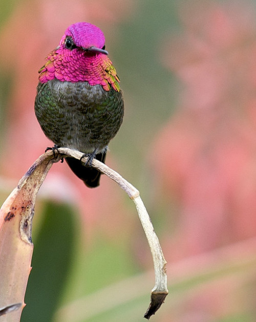 drxgonfly:Hummingbird Portrait 14 by Danny Perez Photography on Flickr.