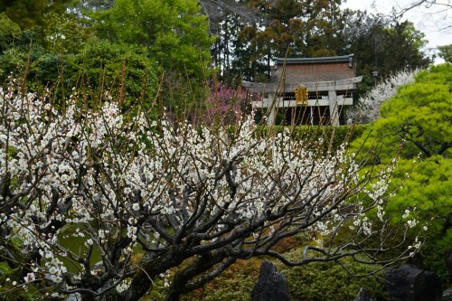 chitaka45: 京都 城南宮 枝垂れ梅&amp;メジロ kyoto jonangu (ume blossom &amp; wild bird)