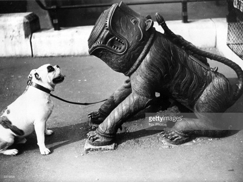 A bulldog encounters a Chinese cannon in the shape of the dog at the Tower of London.