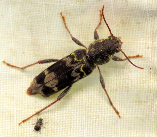 coolbugs:Bug of the DayA rustic borer (Xylotrechus colonus) and tiny fren(tiny fren is a fungus weev