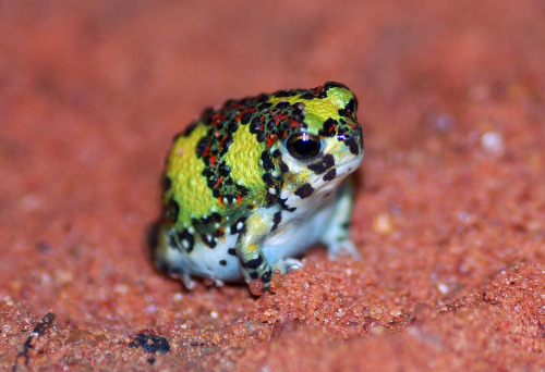 frogs-are-awesome: sciencealert: Look at this fat little frog nugget. This is the native Australian 