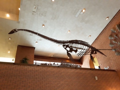 paleontology-geology:Plesiosaur from Moscow Paleontology museum :) It’s my photo, get acquainted, I 