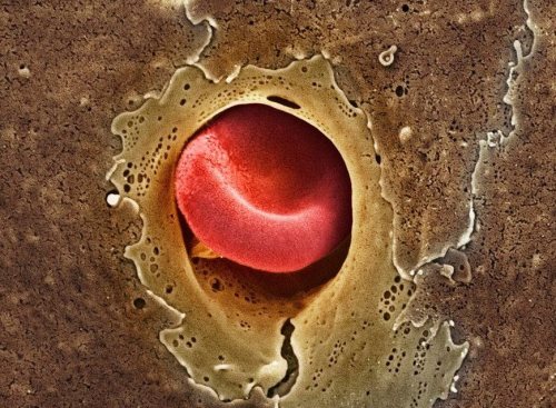scienceyoucanlove: Single Erythrocyte squeezing through capillary.This is where the oxygen-exchange 