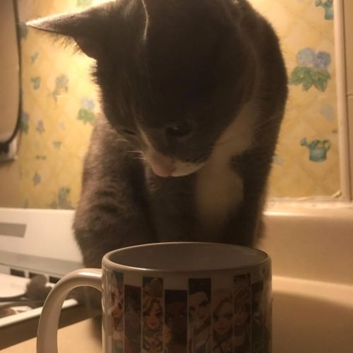 She look…. She drank #catsofinstagram #cat #catowner #catowners https://www.instagram.com/p/CSSEy3T