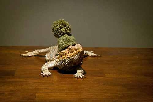 tastefullyoffensive:  Bearded Dragons Wearing Hats