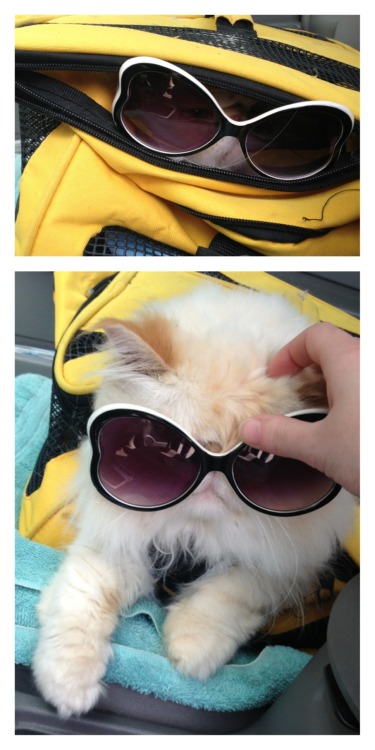 lucifurfluffypants:Traveling in style