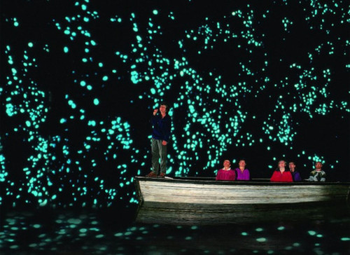 Luminescent glow worms abound in the Waitomo Glow Worm Caves in New Zealand.
