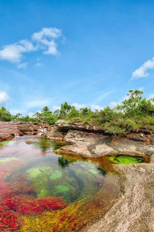 Caño Cristales- Liquid RainbowThe Caño Cristales is a fast flowing river located in the Colombian pr