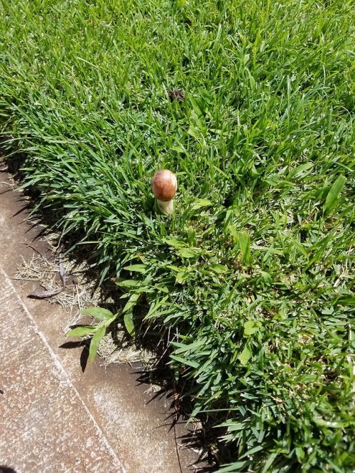 i live in hawaii and i see this little guys when it rains, but are they all different or the same?[s