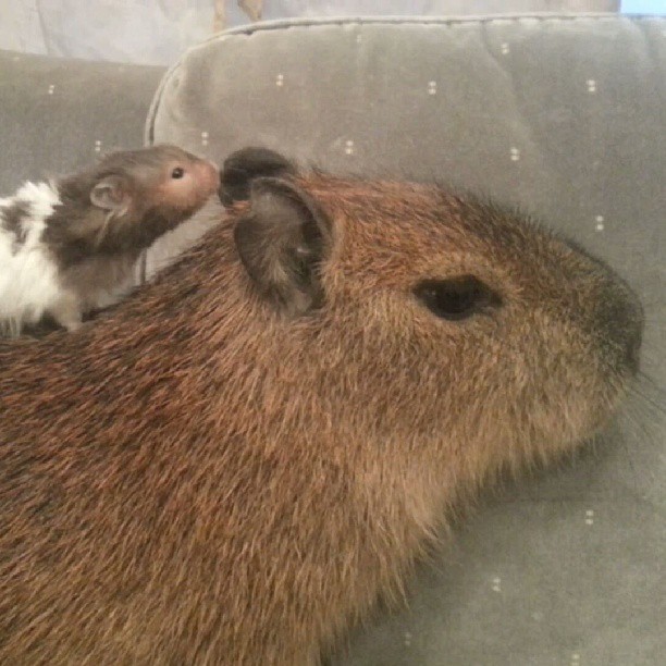 joejoe-the-capybara:
“ I have a hamster on my back ^-^
”
Hamster sits on a Capybara