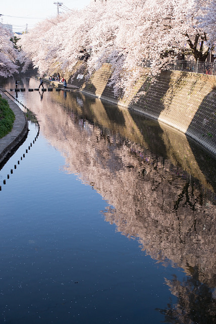 Sakura &amp; River by kuma_photography on Flickr.