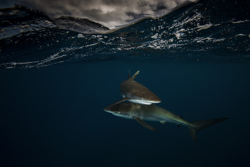 nevver:  Below the surface, Matty Smith