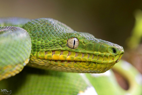 jaws-and-claws: Corallus caninus, Guyane by MP7Aquit on Flickr.