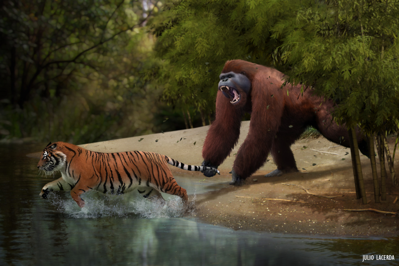 paleoart:  Gigantopithecus versus tiger A male Gigantopithecus charges out of the
