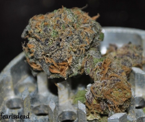 smokethesativa:  SmOkE tHe SaTiVa