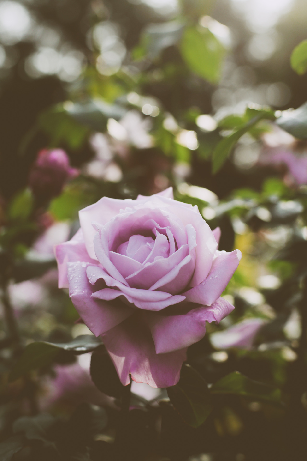expressions-of-nature:  by Ikko 