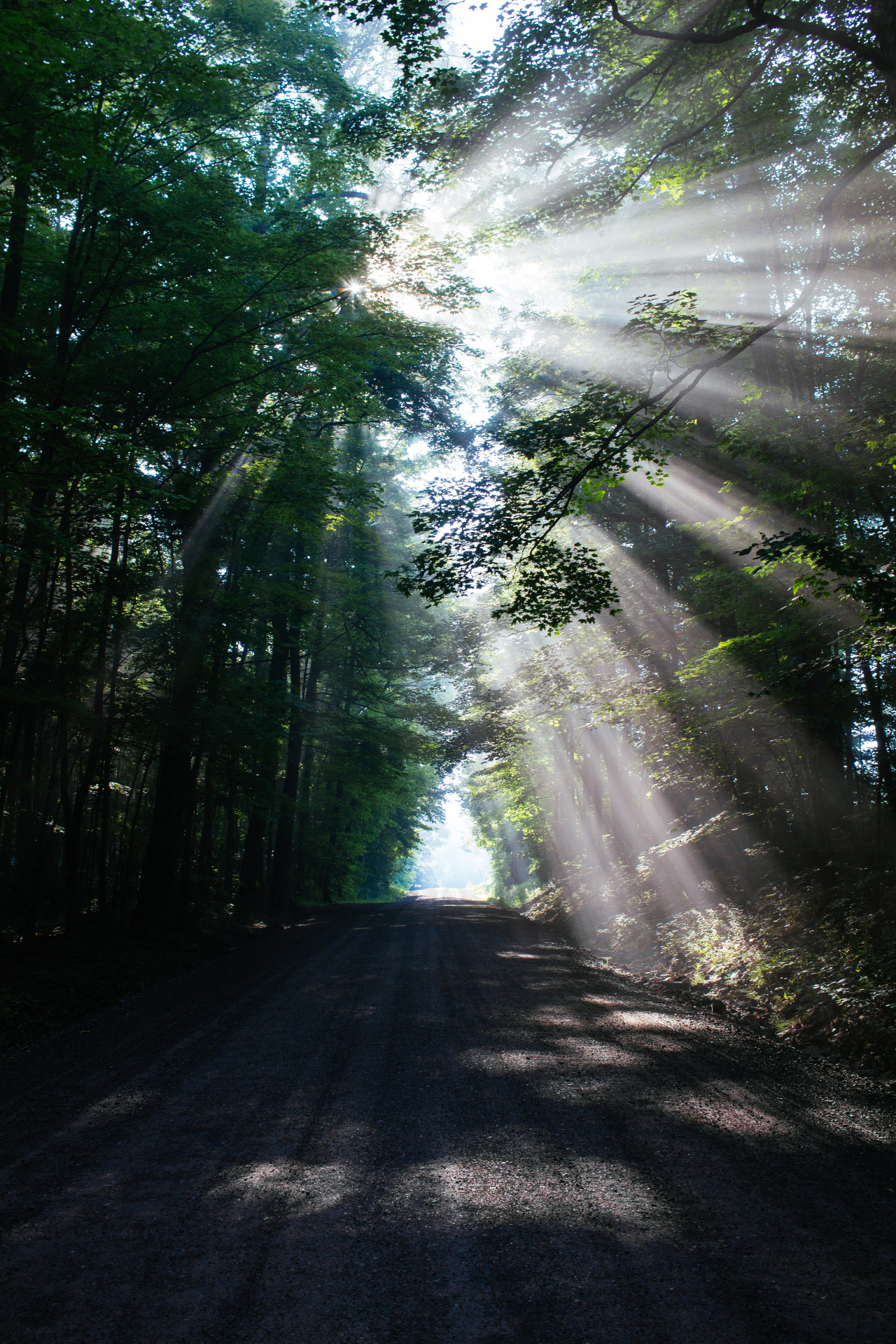 without-roots:  2015 july // morning sun, hazy fog.