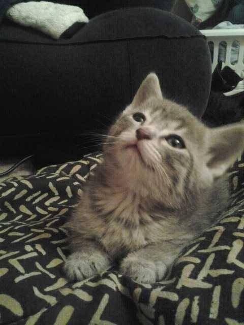 Cats Amazing