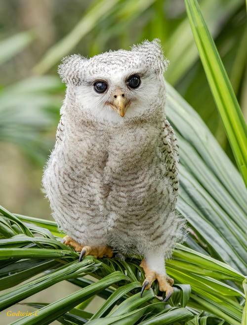 Barred Eagle-owl