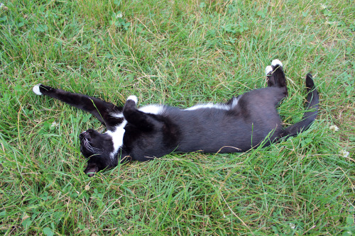 elkinei:cute kitty enjoying summer sun :3