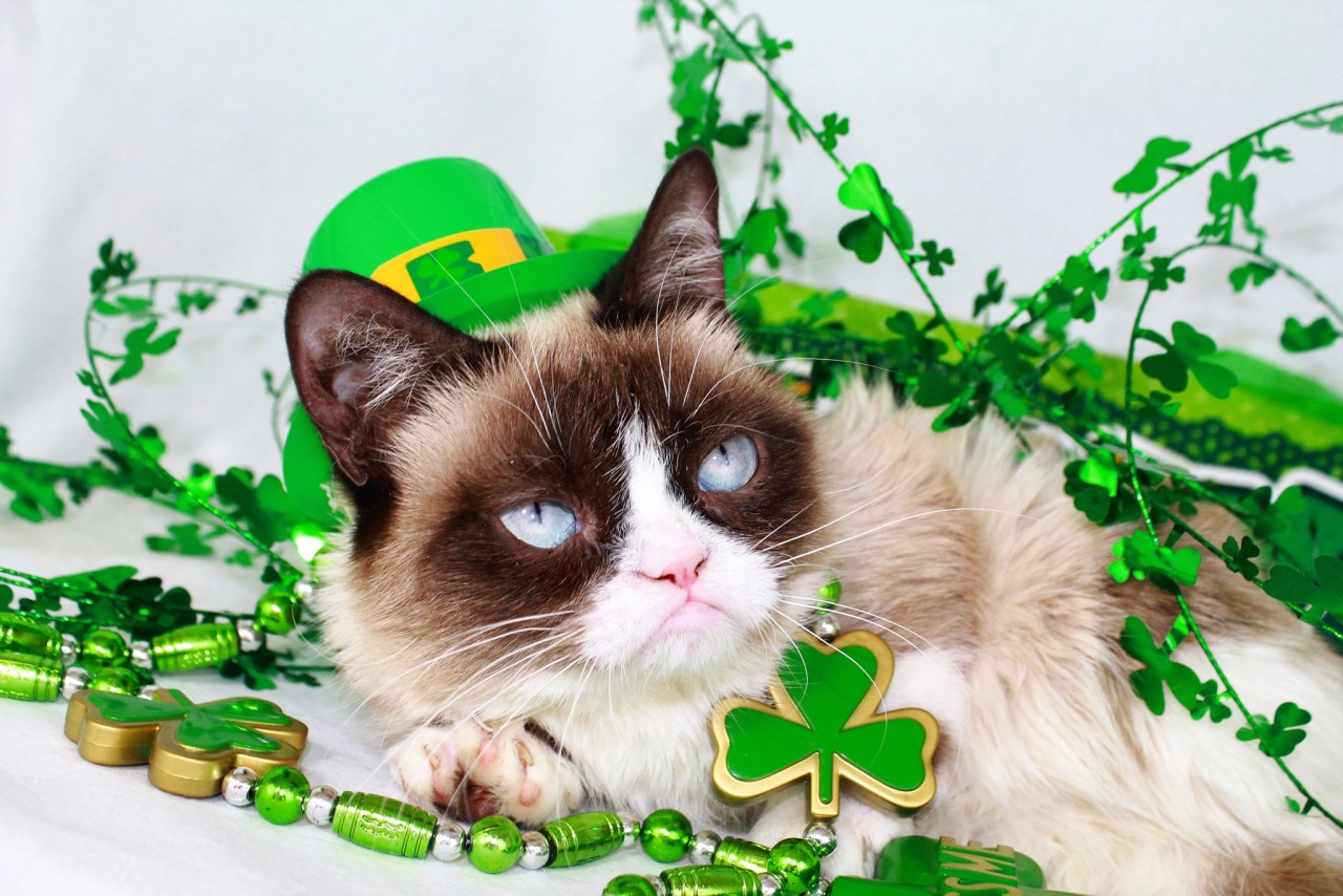 I had good luck once. It was awful. 🍀🌈😾 #stpatricksday