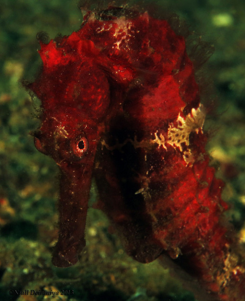 Angry Red Sea Horse by nialldeiraniya on Flickr.