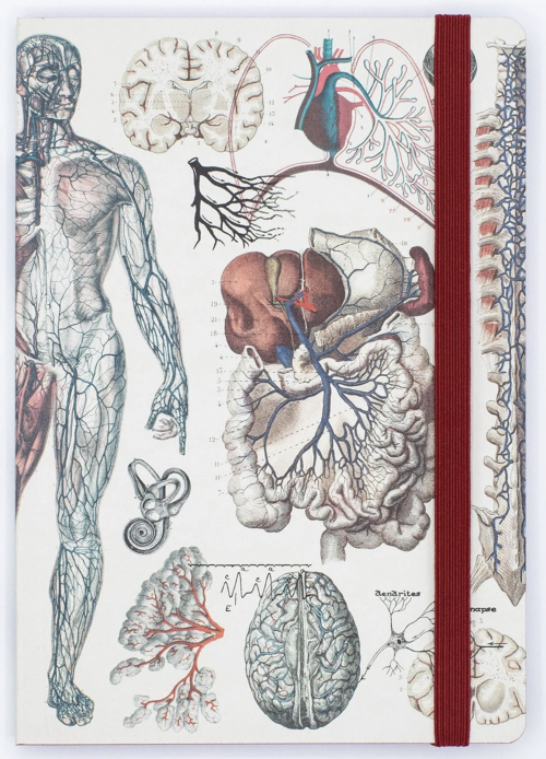 Anatomically Illustrated Notebooksby Cognitive Surplus