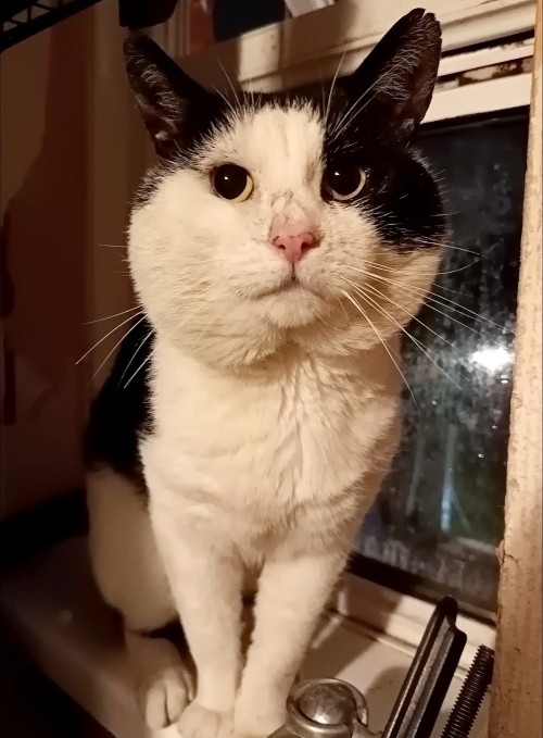 This Stray Tom Cat Has Been Coming Into My Home Because I've Started Feeding Him For A Few Months.