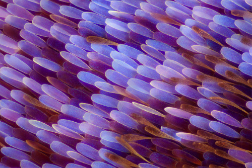 awkwardsituationist:photos of butterfly and moth wings taken by linden gledhil at seven to ten times