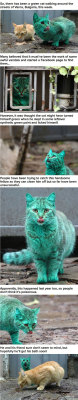 srsfunny:  The Incredible Story Of The Turquoise