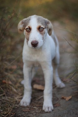 handsomedogs:   Dog / / Mada Dochitoiu 