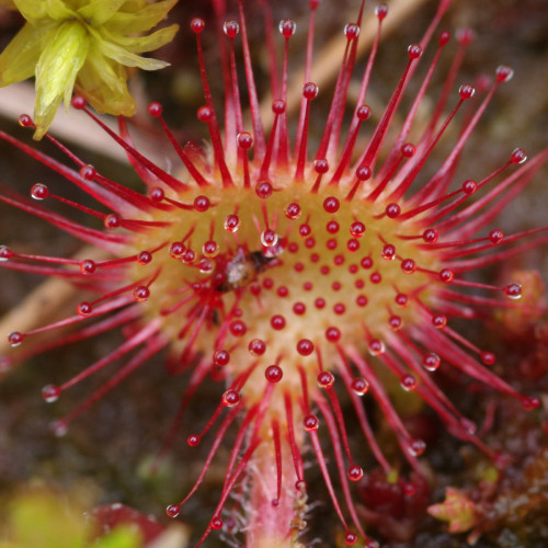 Round-leaved sundew - Drosera rotundifolia - digesting a midge. ^_^