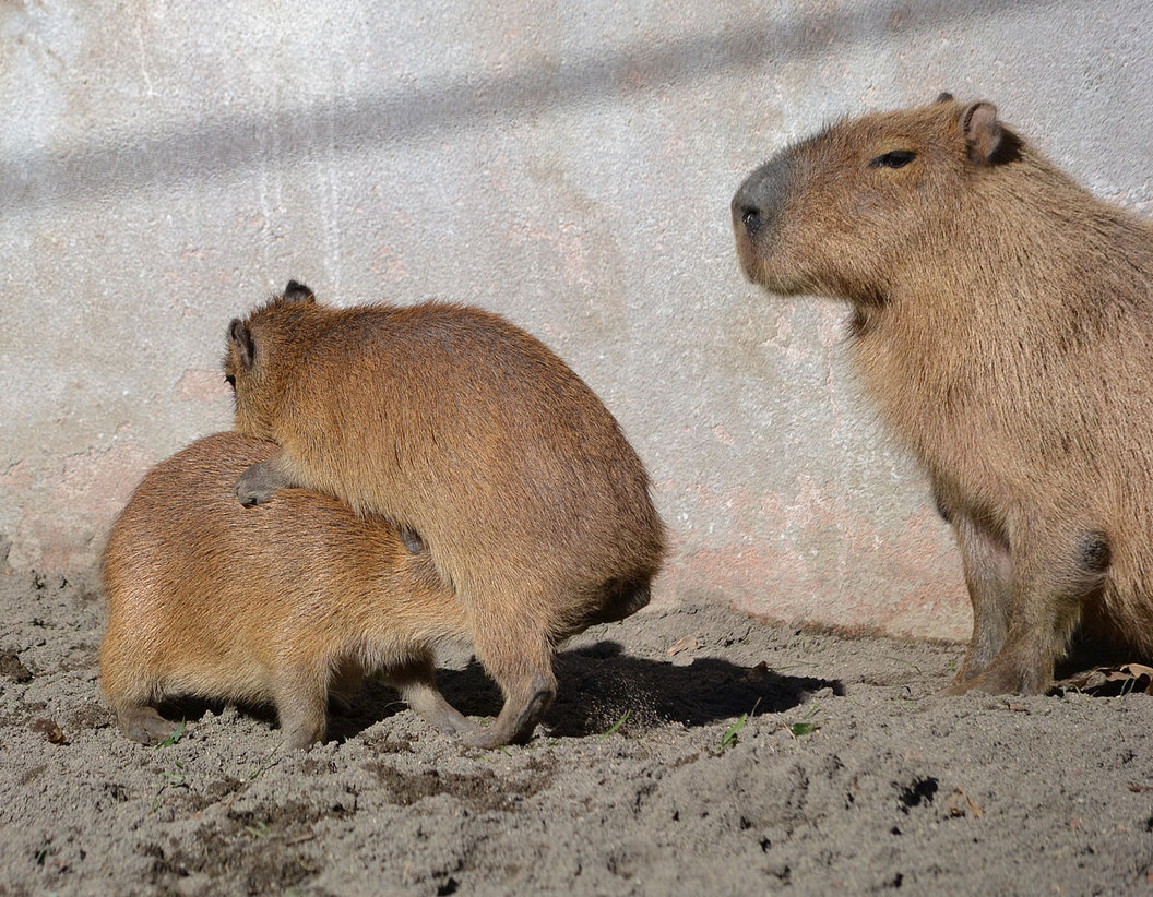 Capybara on a Capybara