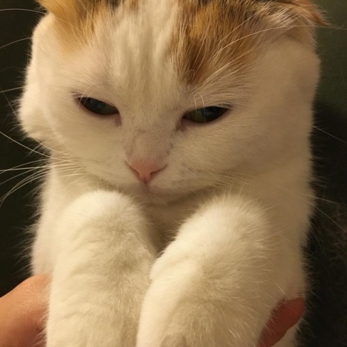 tokkeki:Miwa Toi