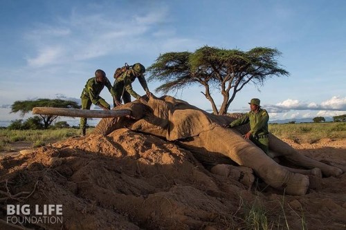 THE SADDEST DAY!“This is so painful.” ‘These few words spoken by ranger Daudi Ninaai describe how 