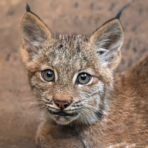 sdzoo:The lynx is known by the tuft of black hair on the tips of its ears and its short or bobbed ta