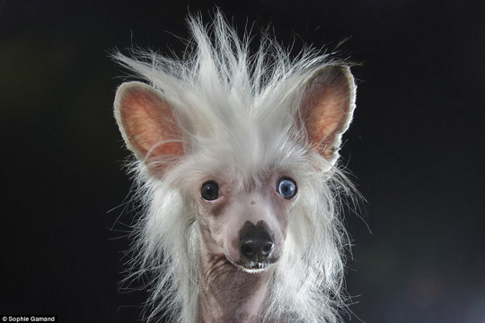 Harry Potter Characters As Dogs