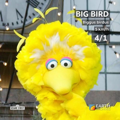 Big Bird is a flightless bird, native to Sesame Street. Standing at eight feet tall, this bird amble