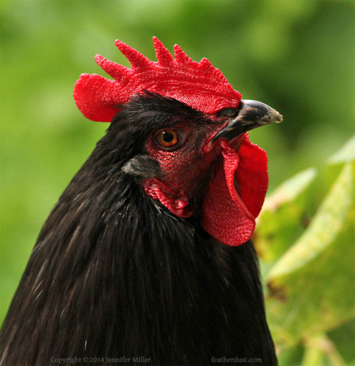 HEY things are kinda garbage so let’s have some CHICKEN PHOTOSTop to bottom, left to right:Lorp the 