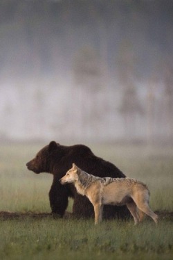 callchelseaperetti:  digdaga:  Photographer Lassi Rautiainen recently captured the profound partnership between a she-wolf and a brown bear in the wilds of northern Finland. For days, he witnessed the strange pair meet every evening to share food after