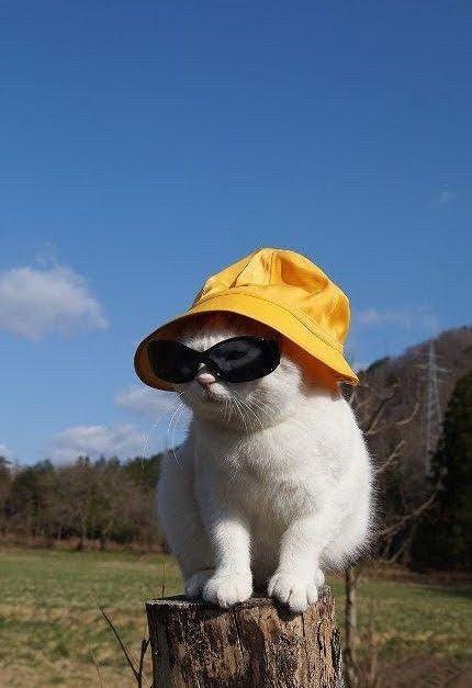 afeelgoodblog: blessed_cool cat