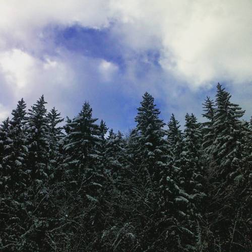 the winter tops #nature #winter #tree #trees #woods #forest #snow #sky #blue #clouds #vsco #vscocam 