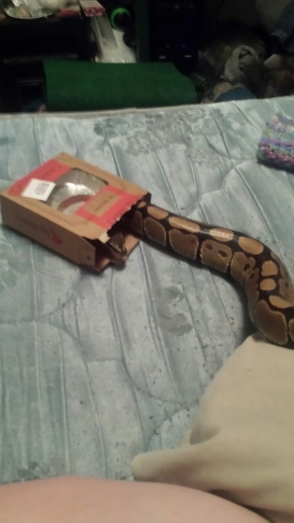 stupidnovice:I think Kaa might actually be a cat.