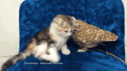 missharpersworld:  thesubkitten:  gifsboom:  owl an kitten are friends.Keep reading  missharpersworld Look Sweet Harper - I swear this is what we’d be like together!  yes it is - exactly !   hplessflirt!!
