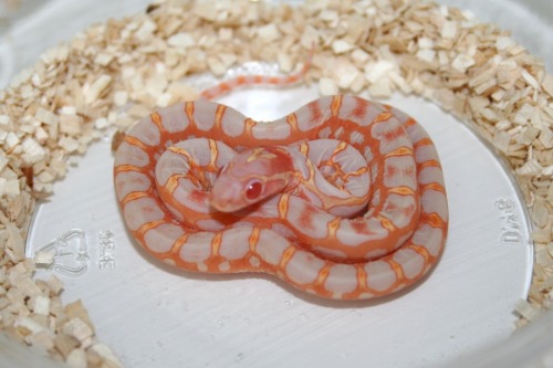 alltailnolegs:And howabout a scaleless corn set inb4 scaleless controversy