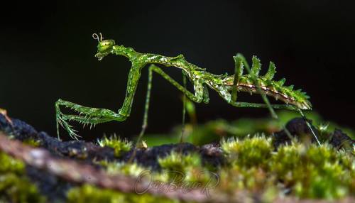 seananmcguire:ftcreature:First (Ever?) Video Footage of Rediscovered Moss Mantis SpeciesKnown only f